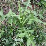 Lactuca canadensis habit picture by Eli Small (cc-by-sa)