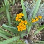Tagetes lucida flower picture by ferchus motta (cc-by-sa)