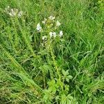 Cleome gynandra habit picture by susan brown (cc-by-sa)