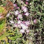 Drosanthemum floribundum habit picture by Sergio-OMA (cc-by-sa)