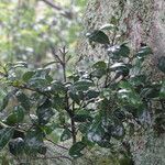Diospyros abyssinica leaf picture by Maarten Vanhove (cc-by-sa)