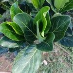 Artocarpus heterophyllus leaf picture by raj verma (cc-by-sa)