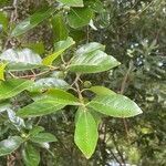 Nyssa sylvatica leaf picture by vidclip (cc-by-sa)