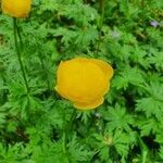 Trollius europaeus flower picture by Cas van de Luijtgaarden (cc-by-sa)