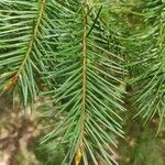 Pseudotsuga menziesii leaf picture by Alex Stross (cc-by-sa)