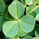 Trifolium occidentale leaf picture by Pierre LEON (cc-by-sa)