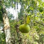Garcinia indica fruit picture by Vikram Kumar (cc-by-sa)