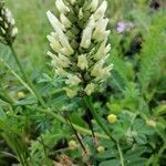 Astragalus cicer flower picture by Uschi Uschi (cc-by-sa)