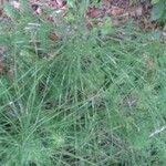 Equisetum telmateia habit picture by Pierre Sosson (cc-by-sa)