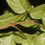 Forsteronia myriantha leaf picture by Nelson Zamora Villalobos (cc-by-nc)