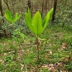 Magnolia tripetala habit picture by Myriam Lemieux (cc-by-sa)