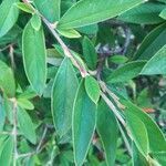 Cotoneaster salicifolius leaf picture by Aldo Santini (cc-by-sa)