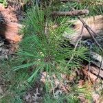 Pinus rigida leaf picture by Atlas Elephant (cc-by-sa)