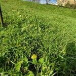 Bromus arvensis habit picture by Kilhiann Bagur (cc-by-sa)