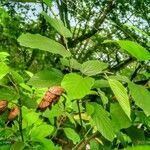 Flemingia strobilifera habit picture by Juthika chutia (cc-by-sa)