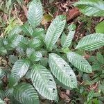 Leea indica leaf picture by Daniel Barthelemy (cc-by-nc)