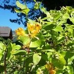 Lonicera caprifolium flower picture by M. Rita (cc-by-sa)