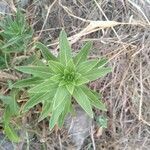 Oenothera elata leaf picture by gutierrez mauricio (cc-by-sa)