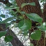 Cinnamomum glanduliferum leaf picture by Trap Hers (cc-by-sa)