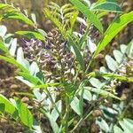 Glycyrrhiza glabra flower picture by Jerome Sudre (cc-by-sa)