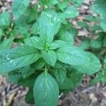 Mentha pulegium leaf picture by djoudi boukherbata (cc-by-sa)