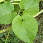 Tinospora crispa leaf picture by Naveen Yadav (cc-by-sa)