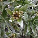 Helichrysum arnicoides fruit picture by Matthieu Gebus (cc-by-sa)