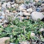 Onobrychis supina habit picture by Daniel Bourget (cc-by-sa)