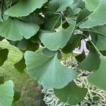 Ginkgo biloba leaf picture by Kathy Neff (cc-by-sa)