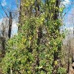 Mikania cynanchifolia habit picture by Trap Hers (cc-by-sa)