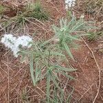 Heliotropium longiflorum habit picture by susan brown (cc-by-sa)