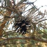 Pinus sylvestris fruit picture by Ugoline Jacquot (cc-by-sa)