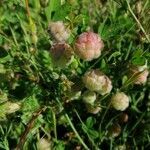 Trifolium tomentosum fruit picture by Jorge (cc-by-sa)