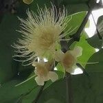 Syzygium aqueum flower picture by Chee Keong Chan (cc-by-sa)