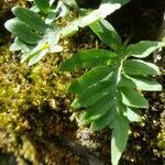 Polypodium cambricum leaf picture by Jean-Luc Seiter (cc-by-sa)