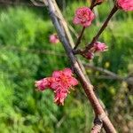 Prunus persica flower picture by Manni Michele (cc-by-sa)