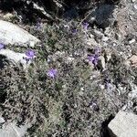 Viola corsica habit picture by beurny (cc-by-sa)