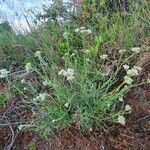Helichrysum globosum habit picture by susan brown (cc-by-sa)