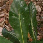 Barringtonia asiatica leaf picture by E. Mouysset (cc-by-sa)