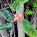 Ficus benghalensis fruit picture by Grecia Álvarez (cc-by-sa)