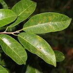 Brosimum guianense leaf picture by Nelson Zamora Villalobos (cc-by-nc)