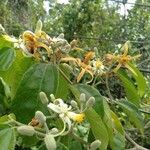 Grewia laevigata flower picture by Noel Dionson (cc-by-sa)