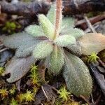 Arabis ciliata leaf picture by Yoan MARTIN (cc-by-sa)