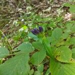 Gentiana clausa flower picture by Kevin (cc-by-sa)