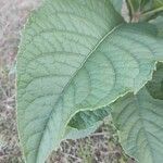 Gymnanthemum amygdalinum leaf picture by Fabio Rizzo Matos (cc-by-sa)