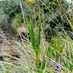 Cyrtochilum auropurpureum habit picture by Gabriel OLLIVIER (cc-by-sa)