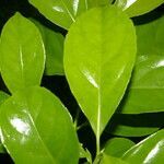 Symplocos limoncillo leaf picture by Nelson Zamora Villalobos (cc-by-nc)