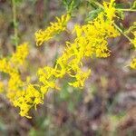 Solidago odora flower picture by Pamela Pinkston (cc-by-sa)
