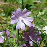 Malva moschata flower picture by francois tissot (cc-by-sa)