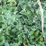Alternanthera micrantha habit picture by Trap Hers (cc-by-sa)